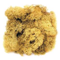 Espuma islandesa Glorex, 50 g