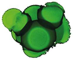 Tinta a base de alcohol Pinata Color, 15 ml, Lime green