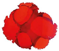 Tinta a base de alcohol Pinata Color, 15 ml, Calabaza orange