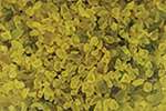 Granulado de vidrio Jesmonite, 150 g, amarillo banana
