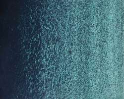 Verde Nordmann - PG7 + PV16