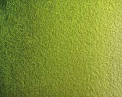 Verde de vejiga - PG36 + PY139