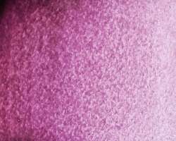 Rosa ultramar - PR259