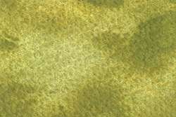 Pintura acuarela granulosa HWC Artists' Watercolour™ Holbein, 5 ml, Japanese bush warbler green