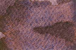 Pintura acuarela granulosa HWC Artists' Watercolour™ Holbein, 5 ml, Eurasian jay rose grey