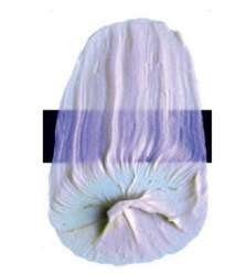 Violeta interferencia – N/A