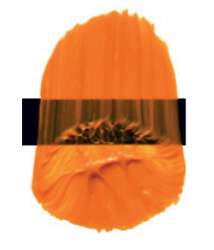 Amarillo indio – PY110