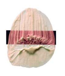 Rojo interferencia – N/A