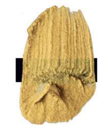 Oro interferencia claro – N/A