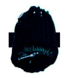 Turquesa ftalo – PB15:3, PG7