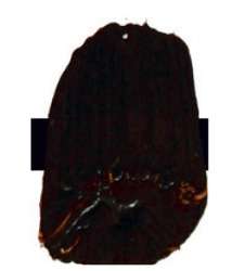 Sepia – PR101, PG7