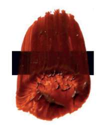 Óxido dorado transparente – PR101, PY110