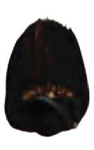 Van Dyke marrón - PBr7