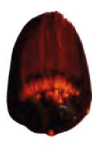 Naranja dorada - PO48, QScarlet, PBk7