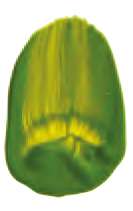 Oro verde - PY150, PY3, PG36