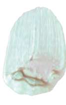 Turquesa interferencia - N/A