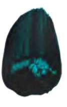 Turquesa phtalo - PB15:3, PG7