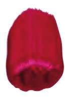 Quinacridona roja - PV19