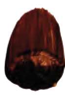 Marrón transparente - PR101, PBk7